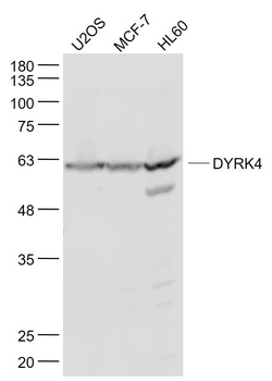DYRK4 Rabbit Polyclonal Antibody