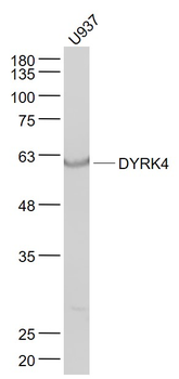 DYRK4 Rabbit Polyclonal Antibody