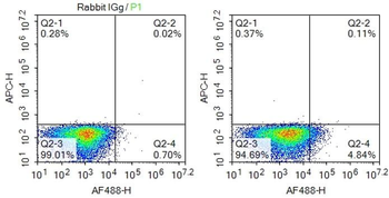 DRD1 Rabbit Polyclonal Antibody