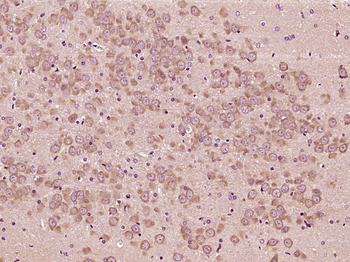 DRD1 Rabbit Polyclonal Antibody