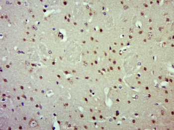 EIF1AY Rabbit Polyclonal Antibody