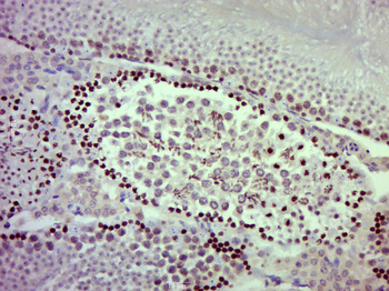 EIF1AY Rabbit Polyclonal Antibody