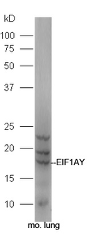 EIF1AY Rabbit Polyclonal Antibody