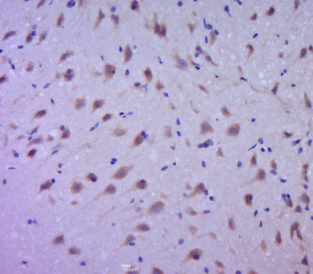 EFR3B Rabbit Polyclonal Antibody