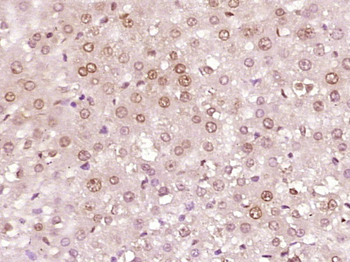 EIF1B Rabbit Polyclonal Antibody