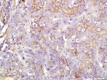 EIF4H Rabbit Polyclonal Antibody