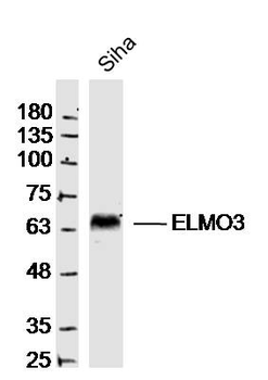 ELMO3 Rabbit Polyclonal Antibody