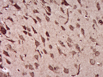 Ermin Rabbit Polyclonal Antibody