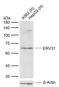 ERV31 Rabbit Polyclonal Antibody