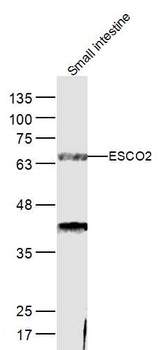 ESCO2 Rabbit Polyclonal Antibody