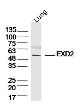EXD2 Rabbit Polyclonal Antibody