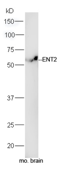ENT2 Rabbit Polyclonal Antibody