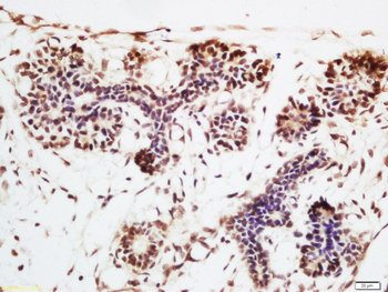 ENT2 Rabbit Polyclonal Antibody