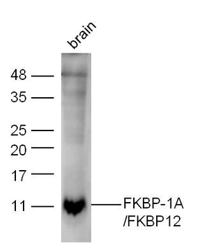 FKBP1A Rabbit Polyclonal Antibody