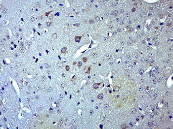 FAM108A1 Rabbit Polyclonal Antibody