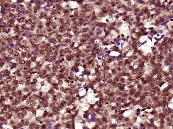 FAM118B Rabbit Polyclonal Antibody