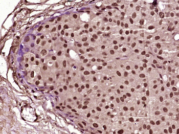 FAM122A Rabbit Polyclonal Antibody