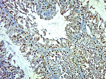 FAM124A Rabbit Polyclonal Antibody