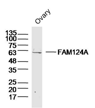 FAM124A Rabbit Polyclonal Antibody