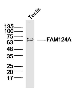 FAM124A Rabbit Polyclonal Antibody