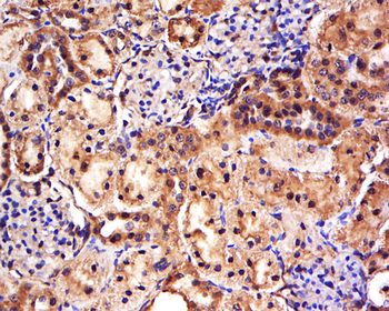 FAM171A1 Rabbit Polyclonal Antibody