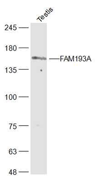 FAM193A Rabbit Polyclonal Antibody