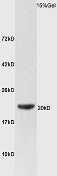 FAM210B Rabbit Polyclonal Antibody