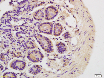 FAM210B Rabbit Polyclonal Antibody