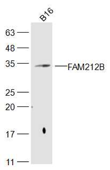 FAM212B Rabbit Polyclonal Antibody