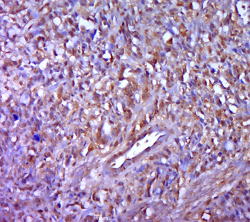 FAM220A Rabbit Polyclonal Antibody