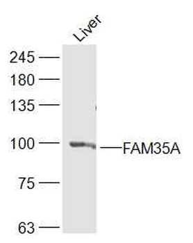 FAM35A Rabbit Polyclonal Antibody