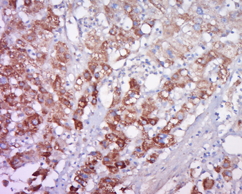 FAM47A Rabbit Polyclonal Antibody