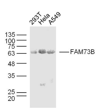 FAM73B Rabbit Polyclonal Antibody