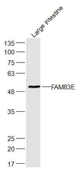 FAM83E Rabbit Polyclonal Antibody