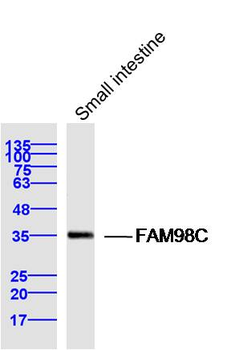 FAM98C Rabbit Polyclonal Antibody