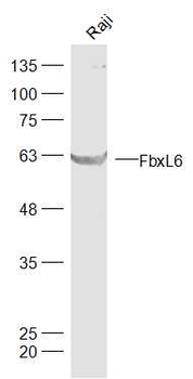 FbxL6 Rabbit Polyclonal Antibody