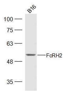 FcRH2 Rabbit Polyclonal Antibody