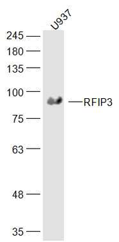 RFIP3 Rabbit Polyclonal Antibody
