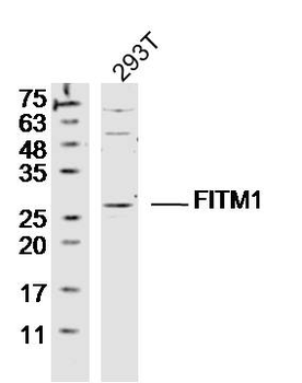 FITM1 Rabbit Polyclonal Antibody