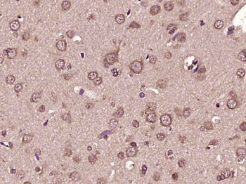 FITM2 Rabbit Polyclonal Antibody