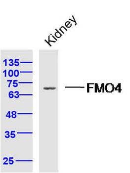 FMO4 Rabbit Polyclonal Antibody