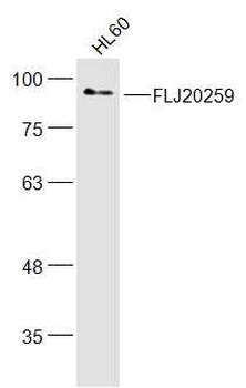 FLJ20259 Rabbit Polyclonal Antibody