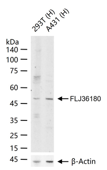 FLJ36180 Rabbit Polyclonal Antibody