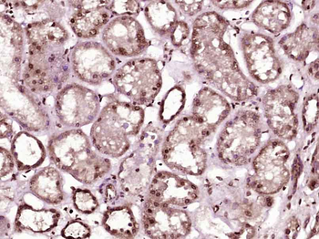 FLJ37201 Rabbit Polyclonal Antibody