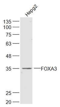 FOXA3 Rabbit Polyclonal Antibody