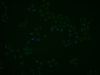 FOXR2 Rabbit Polyclonal Antibody