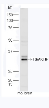 FTS/AKTIP Rabbit Polyclonal Antibody