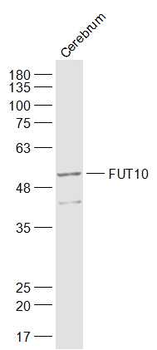 FUT10 Rabbit Polyclonal Antibody