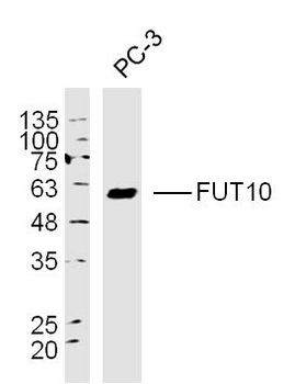 FUT10 Rabbit Polyclonal Antibody