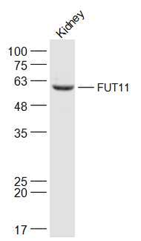 FUT11 Rabbit Polyclonal Antibody